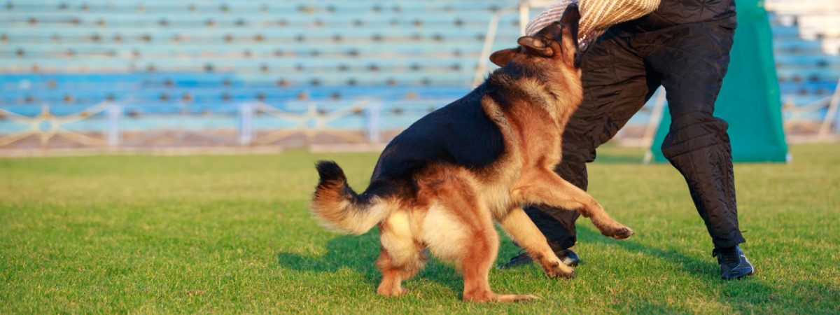 Training a Police Dog